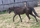 Tennessee Walking - Horse for Sale in Olive Hill, KY 41164 Tennessee Walking - Horse for Sale in Olive Hill, KY 41164