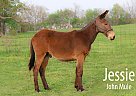 Mule - Horse for Sale in Monett, MO 65708