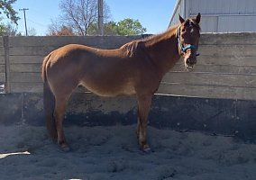 Quarter Horse (Quarter Horse, Gelding) in Sutter, CA