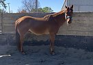 Quarter Horse - Horse for Sale in Sutter, CA 95982