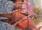 - Horse for Sale in New Haven, 46774 - Horse for Sale in New Haven, 46774