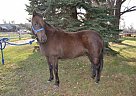 2005 Bay Mare for Sale Quarter Horse Mare