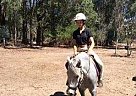 Pony for Sale Welsh Pony Mare