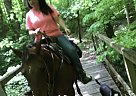 Lou - Mare in Drummonds, TN Lou - Mare in Drummonds, TN