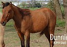 Quarter Horse - Horse for Sale in Monett, MO 65708 Quarter Horse - Horse for Sale in Monett, MO 65708