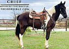 Missouri Fox Trotter - Horse for Sale in Houston, MO 65483 Missouri Fox Trotter - Horse for Sale in Houston, MO 65483