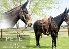 Mule - Horse for Sale in Houston, MO 65483