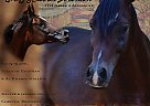 Solomon - Stallion in Corinth, MS Solomon - Stallion in Corinth, MS