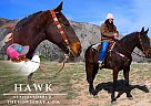 Standardbred - Horse for Sale in Fort Collins, CO 80524 Standardbred - Horse for Sale in Fort Collins, CO 80524