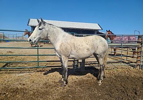 Andalusian / PRE (Andalusian / PRE, Mare) in Fulton, MO