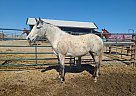 Andalusian - Horse for Sale in Fulton, MO 65251