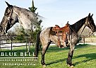 Missouri Fox Trotter - Horse for Sale in Houston, MO 65483 Missouri Fox Trotter - Horse for Sale in Houston, MO 65483