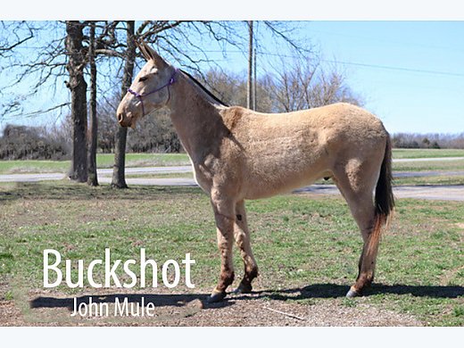 ♦️Buckskin Mule♦️