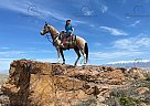 Lux - Gelding in Salt Lake City, UT Lux - Gelding in Salt Lake City, UT