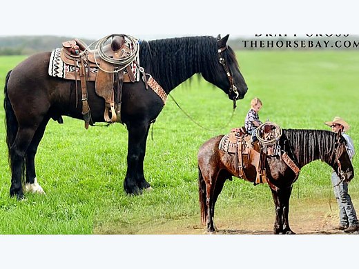 Draft X Gelding