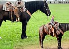 Draft - Horse for Sale in Willow Springs, MO 65793