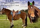 Draft - Horse for Sale in Kentwook, LA 70444