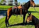 Tennessee Walking - Horse for Sale in Columbia, KY 42715 Tennessee Walking - Horse for Sale in Columbia, KY 42715
