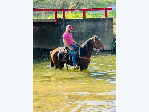 Family Safe Gelding