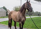 Friesian - Horse for Sale in Lancaster, PA 17516