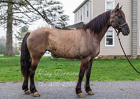 Friesian (Friesian, Mare) in Lancaster, PA