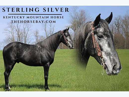 Kentucky Mountain Gelding