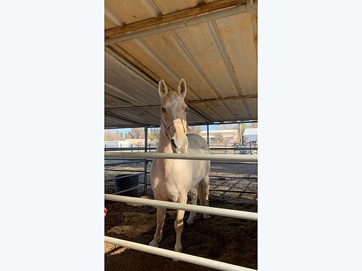 Missouri Fox Trotter Mare