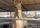 Missouri Fox Trotter - Horse for Sale in Elk Grove, CA 95624
