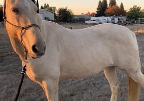 Missouri Fox Trotter (Missouri Fox Trotter, Mare) in Elk Grove, CA