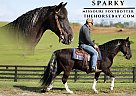 Missouri Fox Trotter - Horse for Sale in Parkers Lake, KY 42634