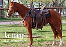 Quarter Horse - Horse for Sale in Friestatt, MO 65708 Quarter Horse - Horse for Sale in Friestatt, MO 65708
