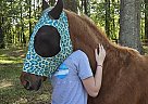 Other - Horse for Sale in Webb, AL 36376 Other - Horse for Sale in Webb, AL 36376