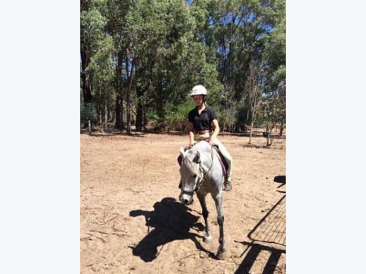 Pony for Sale