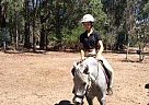 Welsh Pony - Horse for Sale in Dwellingup, ACT 6213