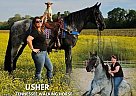 Tennessee Walking - Horse for Sale in Phoenix, AZ 37091