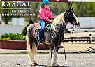 Gypsy Vanner - Horse for Sale in Willow Springs, MO 65793 Gypsy Vanner - Horse for Sale in Willow Springs, MO 65793