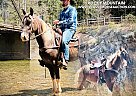 Rocky Mountain - Horse for Sale in Canton, NC 28716 Rocky Mountain - Horse for Sale in Canton, NC 28716