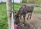 Donkey - Horse for Sale in Wakeman, OH 44889