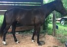 Tennessee Walker TWH Ladybug