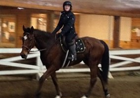 Thoroughbred (Thoroughbred, Gelding) in Chagrin Falls, OH