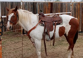 Quarter Horse (Quarter Horse, Mare) in Comanche, TX