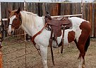 Quarter Horse - Horse for Sale in Comanche, TX 76442 Quarter Horse - Horse for Sale in Comanche, TX 76442
