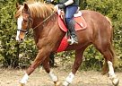 Clydesdale - Horse for Sale in Bradford, ON L3Z 2A