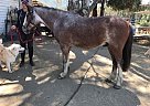 For Sale, Beautiful Brown Beauty Draft Gelding