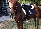 8 YO Morgan Mare Fiona