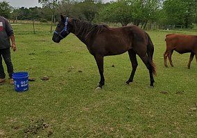 Quarter Horse (Quarter Horse, Mare) in Bellville, TX
