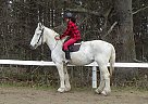 Diamond - Mare in Barrie, ON Diamond - Mare in Barrie, ON