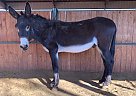 Donkey - Horse for Sale in Williamsport, IN 47993