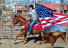 Mustang - Horse for Sale in FORT COLLINS, CO 80521