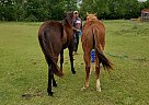 Quarter Horse - Horse for Sale in Bellville, TX 77418 Quarter Horse - Horse for Sale in Bellville, TX 77418